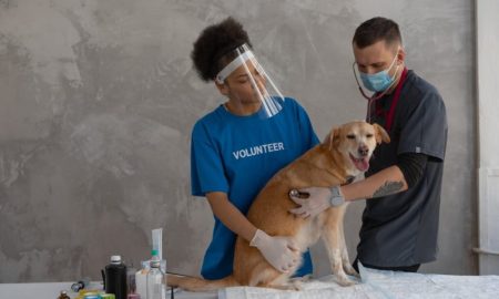 Animal jobs